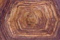 Blurred Pattern Of Tortoise Shell. Cropped Shot Of Tortoise Shell. Royalty Free Stock Photo