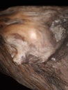 blurred photo of abstract wood grain texture Royalty Free Stock Photo