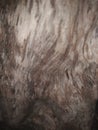 blurred photo of abstract wood grain texture Royalty Free Stock Photo