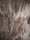 blurred photo of abstract wood grain texture Royalty Free Stock Photo