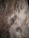 blurred photo of abstract wood grain texture Royalty Free Stock Photo