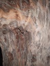 blurred photo of abstract wood grain texture Royalty Free Stock Photo