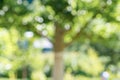 Blurred photo of an apple tree in the garden