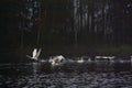 Blurred photo of autumn dark landscape on a foggy river with a white flying up swans. Finland, river Kymijoki
