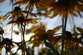 Blurred photo for the background with a group of yellow flowers of Rudbeckia through which the evening sunlight penetrates