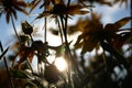 Blurred photo for the background with a group of yellow flowers of Rudbeckia through which the evening sunlight penetrates