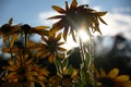 Blurred photo for the background with a group of yellow flowers of Rudbeckia through which the evening sunlight penetrates