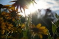 Blurred photo for the background with a group of yellow flowers of Rudbeckia through which the evening sunlight penetrates