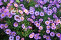 A blurred photo of beautiful Aster alpinus, pink alpine aster flowers with a focus on a honey bee ÃÂollecting pollen on a flower