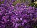 Blurred photo of bush of purple flowers. Botanical background. Defocused blooming blossoms. Spring garden in bloom on sunny day. Royalty Free Stock Photo