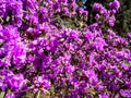 Blurred photo of bush of purple flowers. Defocused blooming blossoms. Floral background. Spring garden in bloom on sunny day. Soft Royalty Free Stock Photo