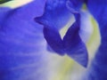 Blurred photo of Clitoria ternatea