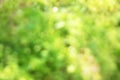 Blurred photo. The photo is out of focus. Beautiful grass background. Green background Royalty Free Stock Photo