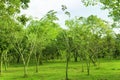 Blurred photo public park background. Green tree Morning sun