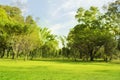 Blurred photo public park background. Green tree Morning sun