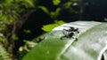 Tiny spider\'s photo. Photo taken in the forest Royalty Free Stock Photo