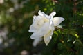 Blurred photo with white rose flower on green foliage background Royalty Free Stock Photo