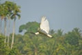 Blurred photography bird on flying with trees behind