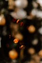 Blurred picture of christmas tree with lights and spruce branch. Defocused new year background with space for text Royalty Free Stock Photo