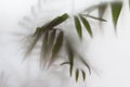 Blurred picture with fog effect of palm leaves