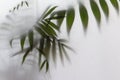 Blurred picture with fog effect of palm leaves