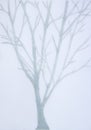 Blurred picture of gray tree on gray background