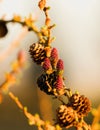 new red cone of larch Royalty Free Stock Photo