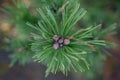 Blurred pine cones captures as a still life