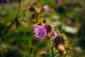 Blurred pink Blessed milk thistle flower, close up, shallow dof Royalty Free Stock Photo
