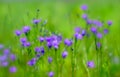 Blurred. Pink Bluebell flowers grow in a green meadow. Abstract natural background.