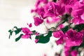 Blurred pink color blooming bougainvillea flowers background Royalty Free Stock Photo