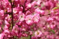 Blurred Pink Colors Of Nature. Small Pink Blooming Flowers.