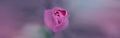 Blurred Pink flower of tulip on background with space for message. Valentine`s Day and Mother`s Day background. Toned image. Sof