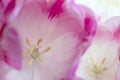 Blurred Pink Flowers Background.Springtime. Royalty Free Stock Photo