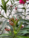 blurred pink nerium oleander flower plant in bloom and some unopened flower buds with green lanceolate leaves Royalty Free Stock Photo