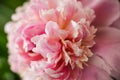 Blurred pink peony petals closely in soft light. Blossoming peony macro for prints, posters, design, covers, wallpapers, birthday