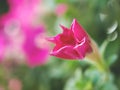 Blurred pink Periwinkle madagascar flower in garden with soft focus and blur background,macro image ,sweet color Royalty Free Stock Photo