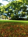 Blurred potrait photo of garden background