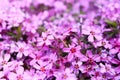 Blurred purple floral background Royalty Free Stock Photo