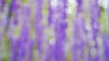 Blurred purple flower concept valentine background, effect boleh light Royalty Free Stock Photo