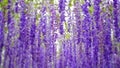 Purple flower concept blur valentine background, effect boleh light Royalty Free Stock Photo