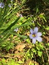 blurred purple flowers