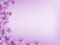 Blurred purple lilac background