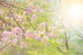 Blurred queen crape myrtle flower