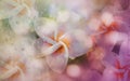 Blurred rain drop and sweet frangipani or plumeria flower shape