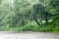 Blurred rain drops in motion against the backdrop of the forest.