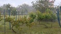 Heavy rain shower and hail falling in garden of grape bushes and trees Royalty Free Stock Photo