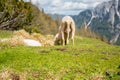 Blurred rear view of a sheep in alpine meadow.