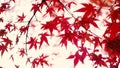 Blurred red color maple leaf .