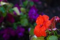 Blurred red flower with water drops, African impatiens seeds, Garden Balsam Flo